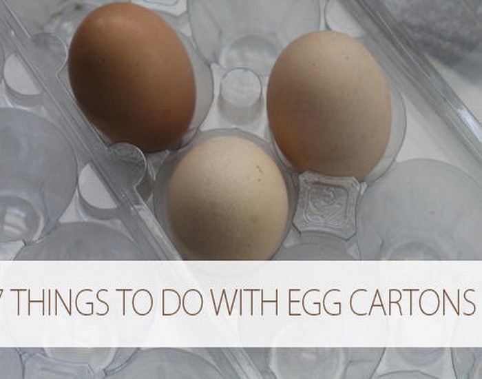 Reuse Egg Carton