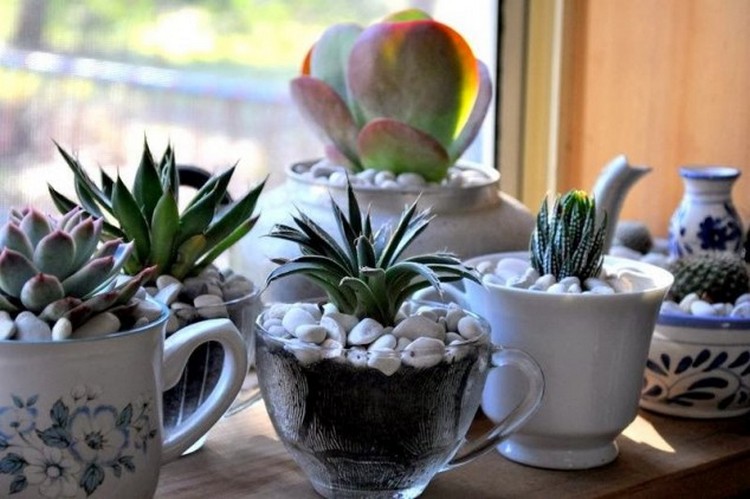 Glass Cup Planters